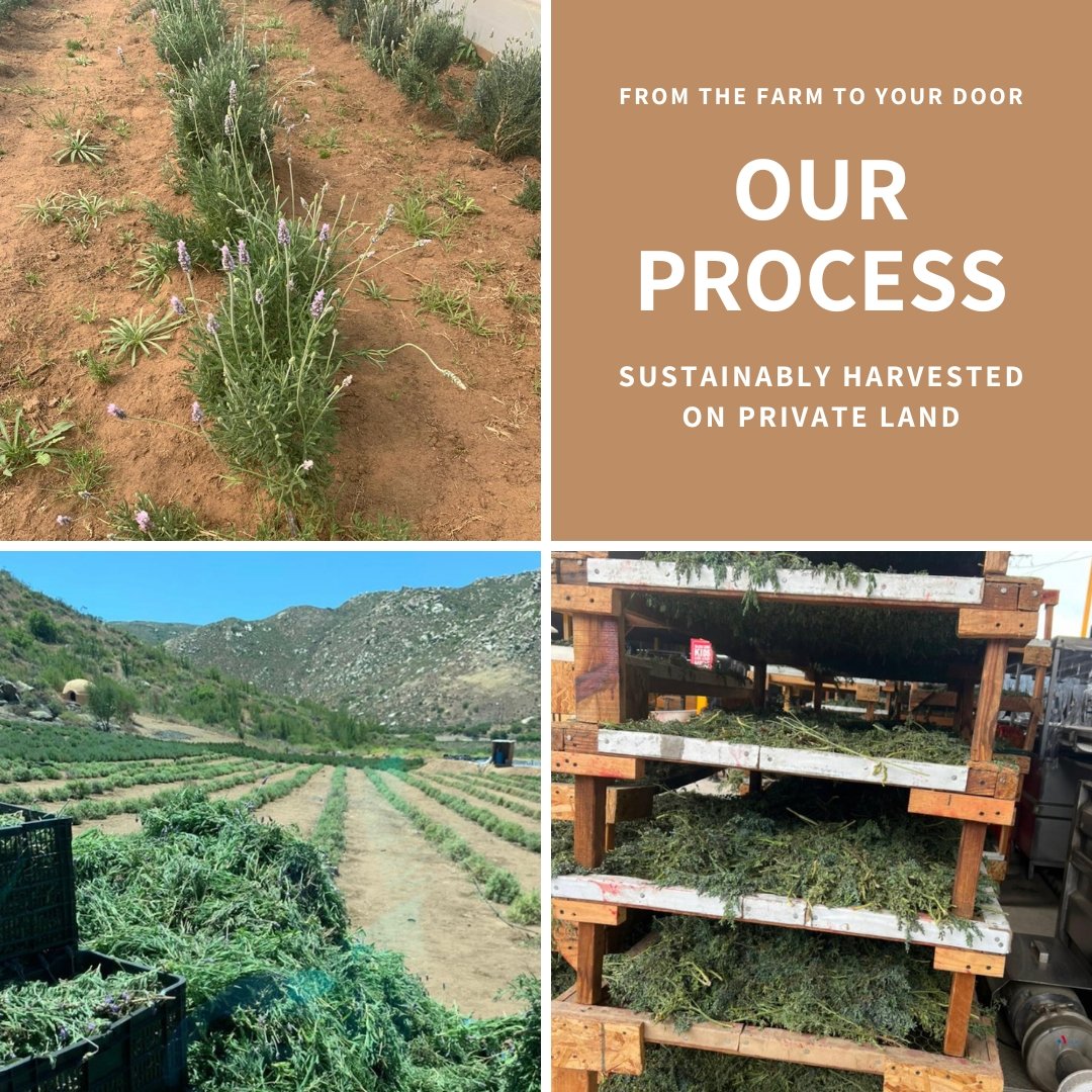 How we harvest our sage | our sage farming process